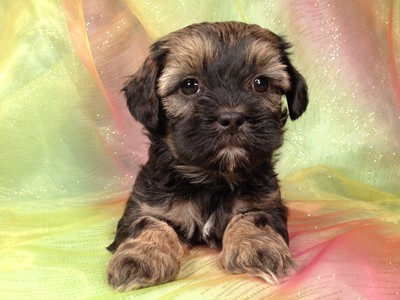 Lhasa Bichon Puppy for sale Male